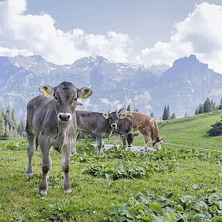 Hotel Fernblick Montafon - Landschaft im Sommer