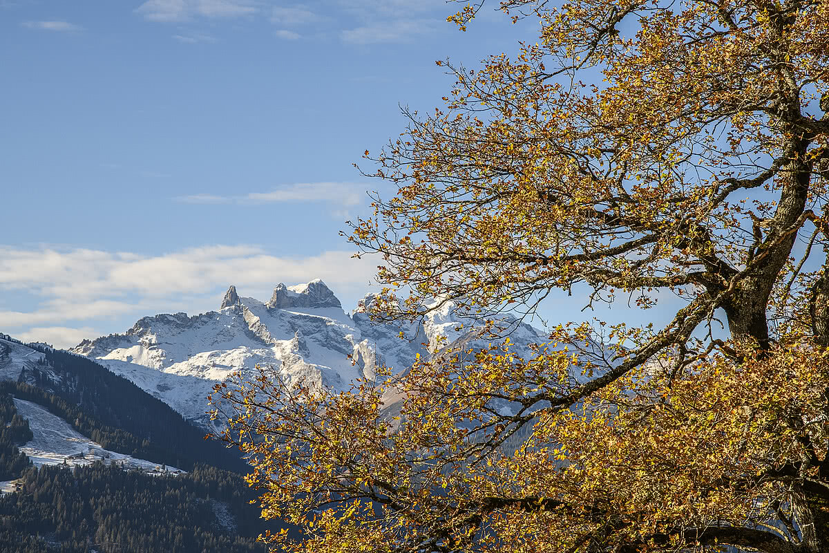 Hotel Fernblick Montafon - Landschaft im Sommer