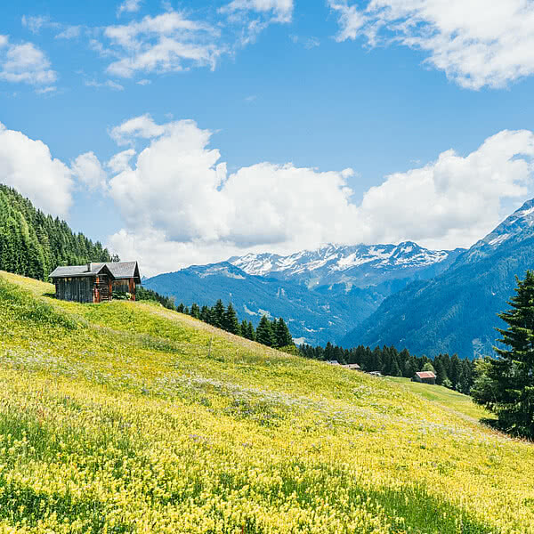 Hotel Fernblick Montafon - Almwiesen im Sommer