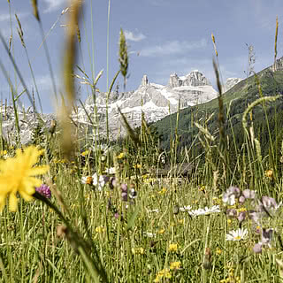 Hotel Fernblick Montafon - Blumenwiese im Sommer