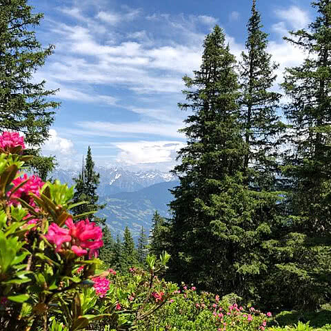 Pink blühende Alpenrosen wachsen vor grünen Tannenbäumen in einer alpinen Landschaft mit schneebedeckten Bergen im Hintergrund unter einem blauen, wolkigen Himmel.