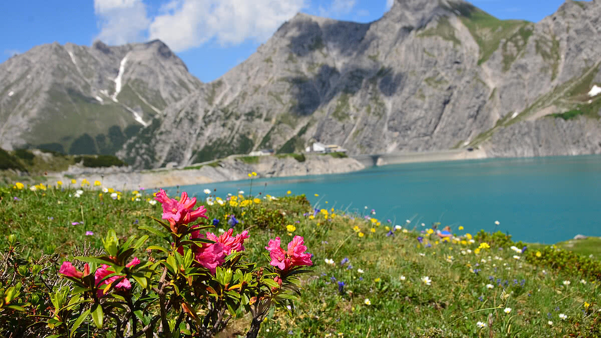 Rosa Blumen blühen auf einer Wiese mit bunten Blüten, vor einem türkisfarbenen See und imposanten, grauen Bergen unter klarem Himmel.